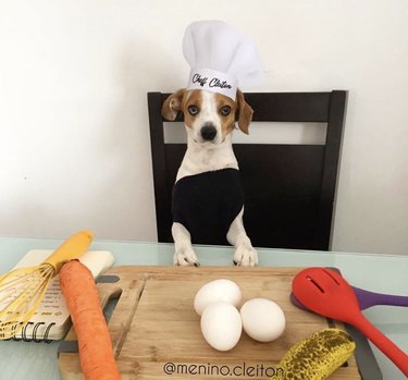 dog in chef's hat with eggs and carrots