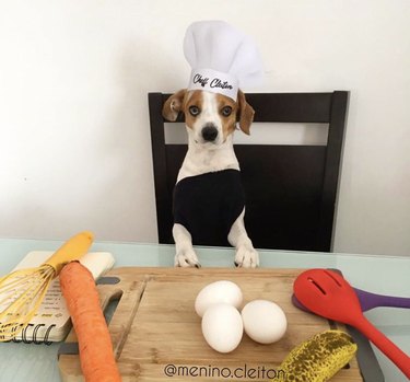 dog in chef's hat with eggs and carrots.