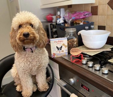 dog sitting by stove.