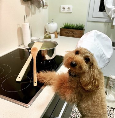 dog making soup.