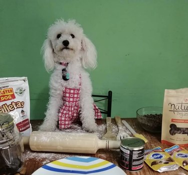 dog with rolling pin.