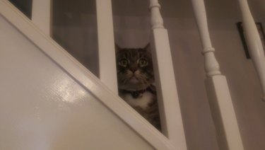 Gloomy cat siting on staircase.