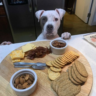 pitbull in front of a charcuterie board.