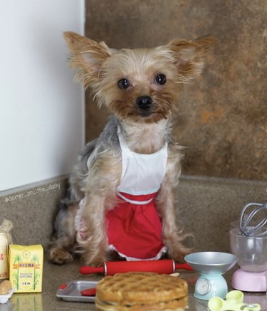 dog making waffles.