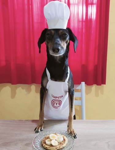 dog in chef's hat.