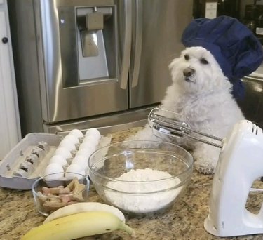 dog in chef's hat with eggs and flour.