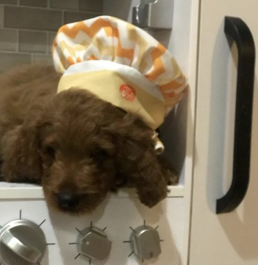dog in chef's hat