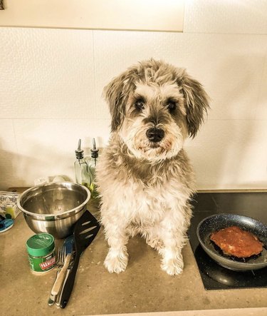 dog making pancakes.