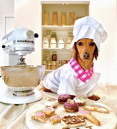 dog making pastries.