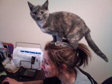 Kitten standing on human's head.