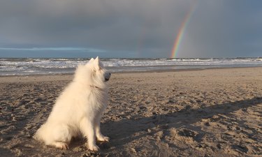 Samoyed dog looking at rainbow on beach