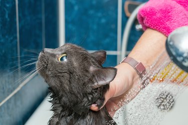 Bathing gray cat in the bathroom, pet hygiene