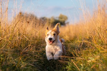 Jack Russell Terrier puppy running in a field on tall autumn grass