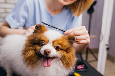 professional groomer shears and combs the dog's hair