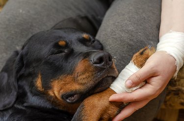 Portrait of a rottweiler with bandaged paw.