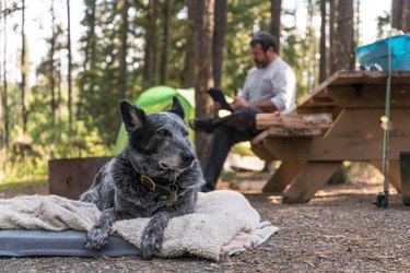 Man camps with tent and dog, mountains