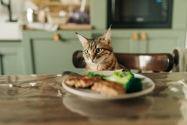 cat and houseplants in the kitchen