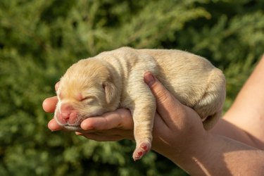 Newborn labrador puppy dog in hands