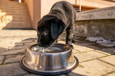Super Cute Pedigree black labrador puppy Drinks Water out of His Outdoors Bowl. Sunny Day Outdoors
