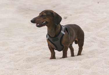 A Smiling Dachsund looks out on the Beach