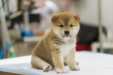 Veterinary concept. Veterinarian examining Puppy Shiba inu dog. check the body with a veterinarian.