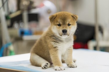 how do you know if puppies are getting enough milk from their mom