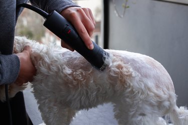 Unrecognizable woman cutting hair to beautiful little dog