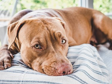 Close up of a brown puppy