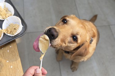 Pet dog is licking spoon with peanut butter dough.
