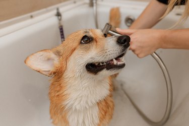 Professional skilled groomer carefully wash the funny Welsh Corgi Pembroke dog in bath, before grooming procedure