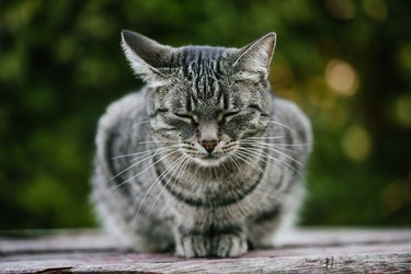 A sad street cat sitting with closed eyes on a wooden bench against a background of green plants.