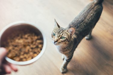 Tabby cat looking at hand holding food