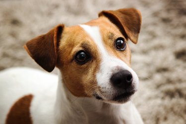 Jack Russel dog