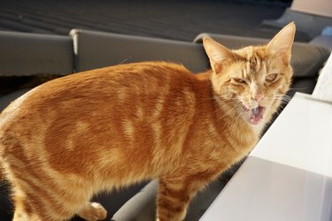 A red-haired cat with a long narrow muzzle eats sweets from his hand. Funny cat eats. A red-haired cat with a funny face eats right in front of the camera. Funny ginger cat washes up after eating.