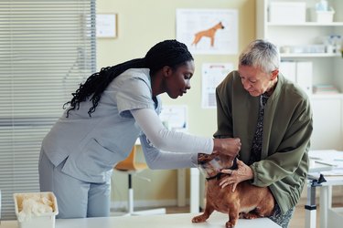 Vet Putting Protective Collar on Cute Dog