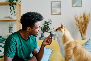Young man smiling and giving a treat to his shiba inu dog in living room