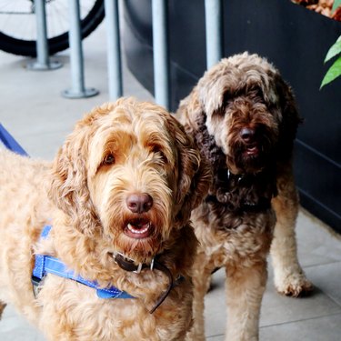 Two adorable Labradoodles looking at you