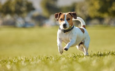 Full length shot of an adorable young Jack Russell running outside on a field