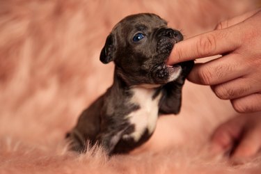 Puppy grabbing and biting a person's finger