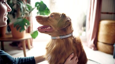 Dog with a gray collar against ticks and fleas at home. Female hands on the dog.