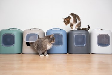 cat sitting on top of several litter boxes looking at another cat