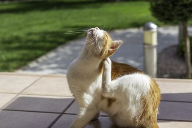 White and orange cat scratching the head with the back paw outdoors in the garden