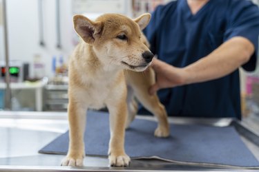 Veterinary concept. Veterinarian examining Puppy Shiba inu dog. check the body with a veterinarian.