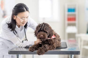 Veterinarian with a Dog
