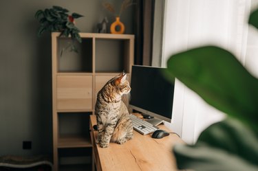 cat sitting with blank laptop on wooden desk