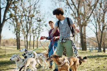 Happy friends walking group of dogs in the park while working as dog walkers.