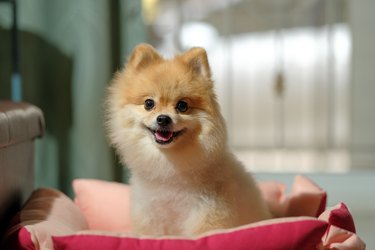 Small dog breeds or Pomeranian with brown hairs sitting on home background and waiting and looking at a snack for reward