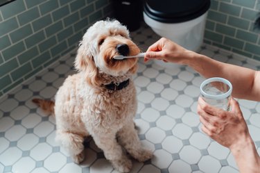 Close-up shot of young man brushing teeth of his dog in the bathroom