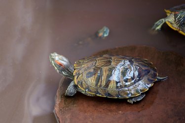 Close up the red-eared slider turtle is pet and stay on the rock and in water