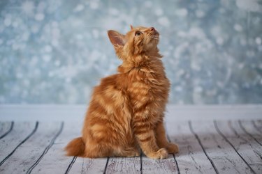 Orange American bobtail cat sitting on a wood floor and looking up.